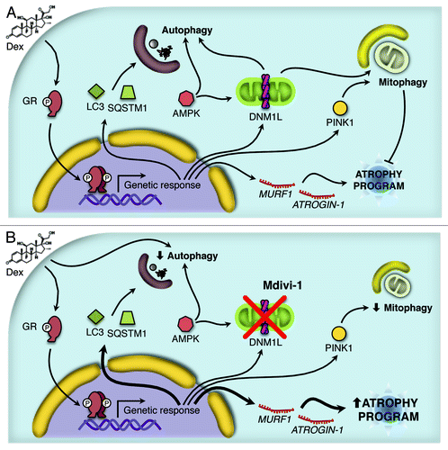 Figure 8. Working model proposed for the Dex action. Dex induces activation of the autophagy process through the protein AMPK and the expression of several autophagy-related genes and the atrophy program. In addition, Dex triggers mitochondrial fragmentation and consequent mitophagy (A). The inhibition of DNM1L by Mdivi-1 disrupts the mitochondrial fragmentation, autophagy and mitophagy induced by Dex. Furthermore, there is an increment in Dex-induced autophagy-related genes and the atrophy program as consequent of the autophagy/mitophagy reduction (B).