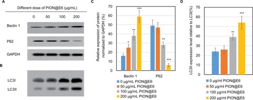 Figure 8 Expression of key regulator of autophagy-related proteins in U251 cells incubated with different concentrations of PIONs for 24 hours.Notes: (A) Expression of beclin-1 and P62 proteins in U251 cells determined by Western blotting. (B) Expression of LC3 protein in U251 cells by Western blotting. (C) Relative expression of beclin-1 and P62 proteins normalized to GAPDH in U251 cells. (D) Relative expression of LC3II relative to LC3I protein in U251 cells. Error bars were based on SD of 3 replicates. *P<0.05, compared with control group. **P<0.05, compared with those incubated with 50 µg/mL PION@E6. ***P<0.05, compared with those incubated with 100 µg/mL PION@E6.Abbreviations: GAPDH, glyceraldehyde 3-phosphate dehydrogenase; PION@E6, PEGylated iron oxide nanoparticles.
