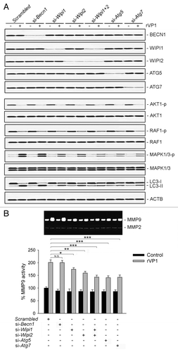 Figure 7. Knockdown of WIPI1, WIPI2, ATG5 and ATG7 but not BECN1 attenuated rVP1-mediated MAPK1/3 phosphorylation and MMP9 activity. (A) RAW264.7 cells transfected with scrambled or target siRNA as indicated were incubated with or without 4 μM rVP1 for 4 h. Cell lysates were collected and subjected to immunoblot analysis using antibodies against LC3, phosphorylated AKT1 at Ser473, phosphorylated RAF1 at Ser338, phosphorylated MAPK1 (Thr185/Tyr187), phosphorylated MAPK3 (Thr202/Tyr204) and their nonphosphorylation controls. ACTB was used as a loading control. Blots are representative of three independent experiments. (B) Knockdown of WIPI1, WIPI2, ATG5 and ATG7 but not BECN1 attenuated rVP1-induced MMP9 activity. Cells transfected with scrambled or target siRNA as indicated were incubated with or without 4 μM rVP1 for 24 h. Supernatants of cells were collected for examine MMP activity by gelatin zymographic analysis. Data represent means ± SEM of three independent experiments; *p < 0.05, **p < 0.01, ***p < 0.001, N.S., not significant.