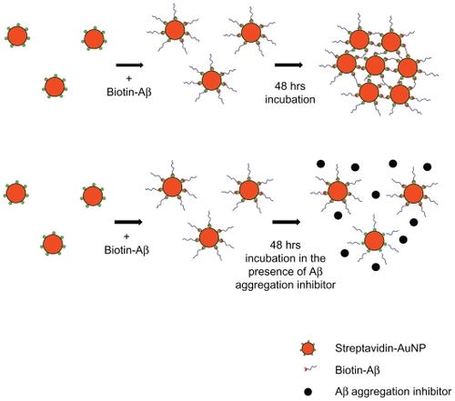 Figure 4 Activity validation of an Aβ aggregation inhibitor TTR, using AuNP–Aβ42 precipitates. In inducing AuNP–Aβ42 aggregation, its coincubation with TTR prevented the formation of visible AuNP–Aβ42 precipitates and maintained the red color of the colloidal solution, as in the AuNP control A). TTR reversed the significant decrease in optical density B), and increase in ThT value C) of AuNP–Aβ42, resulting from the inhibition of both Aβ aggregation and AuNP–Aβ42 and one-way ANOVA (*P < 0.05, **P < 0.01).Abbreviations: Aβ, amyloid β; Aβ42, amyloid β42; AuNP, gold nanoparticle; ThT, thioflavin T; TTR, transtyretin.