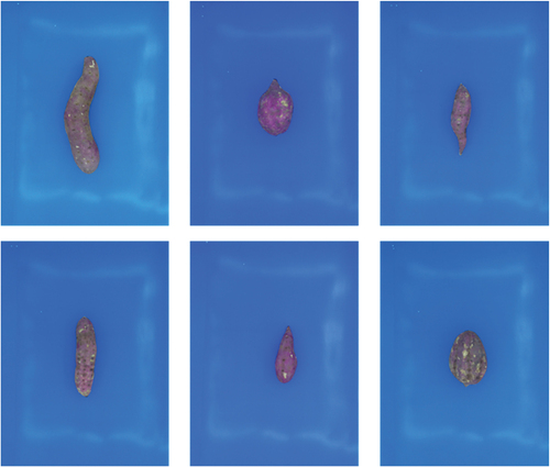Figure 2. Some examples of shapes of Japanese sweet potato grown in Vietnam.