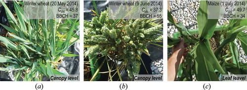 Figure 1. Vertical photographs of agricultural crop canopies examined during the 2014 growing season. Phenological status was determined according to the international BBCH scale (Meier Citation2011) and mean chlorophyll contents (Cchl) were derived using a Konica Minolta SPAD-502Plus device.