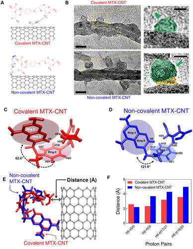 Figure 1 Structural change of nanodrugs. (A) Corresponding chemical bonding illustrations of covalent methotrexate (MTX)-carbon nano tube (CNT) and non-covalent MTX-CNT. (B) Transmission electron microscopic (TEM) images of covalent and non-covalent MTX-CNT, and the scale bar is 20 nm. (C–D) Image shows the structural differences in chemical bonds between covalently and non-covalently conjugated nanodrugs. The structures were calculated on the basis of nuclear Overhauser effect (NOE) information as described. One hundred conformers showing lowest amber energy values were obtained for each complex. The representative MTX structures with the lowest energy are shown: (C) covalent MTX-CNT and (D) non-covalent MTX-CNT. The angles between plane 1 of ring A and B and plane 2 of ring C are depicted with arrows. Several protons which showed different NOE values in both structures are depicted as well. (E) Superimposed structures between MTX attached on nanotubes (red) and PEGylated CNT (blue). The manual alignment was performed based on the orientation of the ring AB. (F) The representative distances that showed large difference between the covalent MTX-CNT (red bars) and the non-covalent MTX-CNT (blue bars) are shown in the bar chart. The distances of each pair was calculated from.Table S2