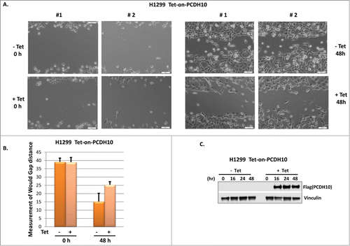 Figure 5. PCDH10 inhibits cell migration in wound healing assay. (A) Tet-on-PCDH10 H1299 cells were plated into 6 well plates at 30% confluence. After 24 hours, cells were scraped to create a wound in the middle of each well. Tet-on-PCDH10 H1299 cells were induced or not by addition of 5 ug/ml tetracycline for 48 hours and 2 pictures (#1,#2) were taken and presented at both 0 hour and 48 hours. (B) Wound gaps were measured using Photoshop software from pictures taken under 10× microscopic field. Three measurements were obtained for each sample to calculate mean gap distance. Error bars indicate ±1 standard deviation. (C) PCDH10 expression level in Tet-on-PCDH10 H1299 cells, treated or not by tetracycline, was evaluated in Western blot analysis at indicated time points.