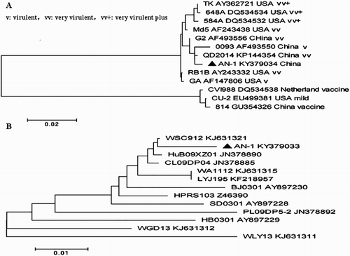 Figure 3. Phylogenetic tree based on the meq and gp85 gene sequences of MDV and ALV-J AN-1 and their reference strains. Unrooted phylogenetic trees were generated using the distance-based neighbour-joining method with the Mega 5 software. (A) The phylogenetic tree for the meq gene from ALV-J AN-1. (B) The phylogenetic tree for the gp85 gene from ALV-J AN-1.