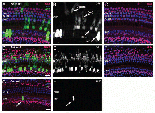 Figure 1 Visualization of CreER-induced gene recombination in adult cochlea with a GFP reporter. GFP expression is shown in confocal images from whole-mount preparations of apical turn organ of Corti from 6 week-old tamoxifen-injected (group G6 animal 1, A–C; animal 2, D–F) or vehicle only (oil, G and H) animals. Tissues are labeled with Sox2 antibody (red) that specifically labels support cells and GFP (green), plus a nuclear counterstain, DAPI (blue).Citation28 Panels show a brightest-point projection of a confocal Z-series spanning the sensory epithelium. GFP label alone, in grayscale, is shown in the middle panels (B, E and H) to illustrate the morphology of the GFP-positive cells. Only Sox2 and DAPI are shown in the right panels, demonstrating 3 rows of Sox2-negative outer hair cell nuclei (OHC1–3) and 1 row of inner hair cell nuclei (IHC). Many GFP-positive support cells and hair cells are present in the CreER+ animals treated with tamoxifen (A–F). (G and H) A rare GFP-positive IHC (arrow) present in a vehicle (oil) treated adult control mouse. Scale bar = 10 µm (A–C) or 20 µm (D–H).
