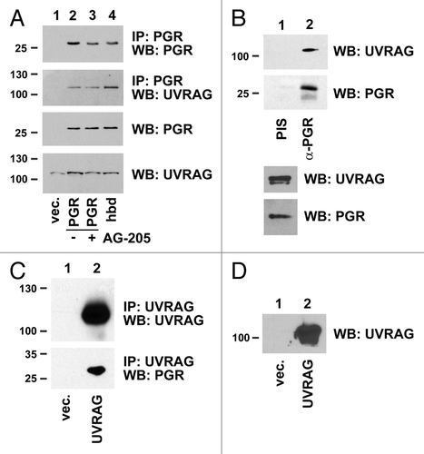 Figure 7. PGRMC1 associates with UVRAG. (A) HEK293 cells were transfected with a control plasmid (lane 1), pRC40, encoding PGRMC1 (PGR, lanes 2 and 3), or a plasmid encoding heme-binding deficient PGRMC1 (hbd, lane 4). In lane 3, cells were treated with 20 μM AG-205 for 24 h. PGRMC1 was immunoprecipitated and analyzed by western blot for PGRMC1 (top panel) or UVRAG (second panel). The lower panels show PGRMC1 and UVRAG levels, respectively, in the lysates. (B) PGRMC1 (lane 2) was immunoprecipitated from UVRAG-transfected A549 cells and probed for UVRAG (top panel) or PGRMC1 (lower panel). Lane 1 shows an identical precipitation reaction with preimmune serum from the same animal (PIS). The offset panel shows UVRAG expression in the lysate. (C) UVRAG fused to a flag epitope tag was expressed in A549 cells, immunoprecipitated and analyzed by western blot for UVRAG (top panel) or PGRMC1 (lower panel). (D) The input loading control is shown for (C).