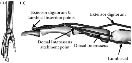 Figure 1. Tendon paths of all muscles (a) and the structure of the extensor mechanism of the index finger (b). Gray surfaces represent bone segments; these surfaces are shown for visualization purposes only.