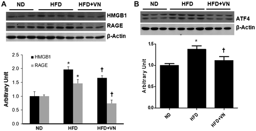 Fig. 5. Effects of the VN extract on hepatic inflammation and ER stress in HFD-fed mice.Notes: (A) Western blotting for the hepatic HMGB1 and RAGE expression levels in each group (n = 3–4 mice per group). Quantification of the HMGB1 and RAGE expression levels from the western blotting analysis. (B) Western blotting for hepatic ATF4 expression in each group. Quantification of ATF4 expression from the Western blotting analysis. Data are presented as the mean ± SEM.*p < 0.05 vs. ND mice; †p < 0.05 vs. HFD mice.