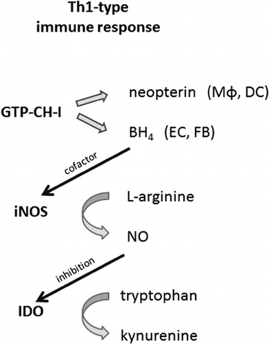Figure 1. During an immune response, the neopterin-producing enzyme GTP-cyclohydrolase-I (GTP-CH-I), the nitric oxide (NO•)-forming nitric oxide synthase (iNOS), and tryptophan-converting enzyme indoleamine 2,3-dioxygenase (IDO) are stimulated. Macrophages (Mφ) and dendritic cells (DC) produce neopterin. Other cells like endothelial cells (EC) and fibroblasts (FB) form tetrahydrobiopterin (BH4), the cofactor of iNOS, thus contributing to the release of NO•. As NO• inhibits the expression and function of IDO, tryptophan levels accumulate.