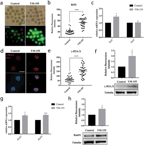 Figure 4. Survivin inhibition affects oxidative stress and DNA damage during mouse early embryonic development. (a) Representative images of ROS fluorescence intensity in the control group and YM-155 treatment group. Green: ROS. Bar = 100 μm. (b) The fluorescent intensities of ROS in the control group and YM-155 treatment group. ****Significant difference (p < 0.0001). (c) The mRNA expression of Sod1 and Sod2 in the control group and YM-155 treatment group. Sod1 expression was significant increased, *Significant difference (p < 0.05). (d) Representative images of γ-H2A.X fluorescence intensity in the control group and YM-155 treatment group. Red: γ-H2A.X; blue, DNA. Bar = 20 μm. (e) The fluorescent intensities of γ-H2A.X in the control group and YM-155 treatment group. ****Significant difference (p < 0.0001). (f) Western blot analysis for γ-H2A.X expression in the YM-155 group and control group. Relative intensities of γ-H2A.X and tubulin were assessed by densitometry. *, significant difference (p < 0.05). (g) The mRNA expression of Rad51 and Rad54 in the control group and YM-155 treatment group. *Significant difference (p < 0.05); ***Significant difference (p < 0.001). (h) Western blot analysis for Rad51 expression in the YM-155 group and control group. Relative intensities of Rad51 and tubulin were assessed by densitometry. *, significant difference (p < 0.05).