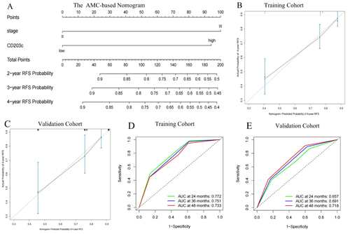 Figure 4 An AMC-based nomogram to predict recurrence-free survival within 48 months in the training cohort (A), calibration curve analysis of this nomogram in the training (B) and validation (C) cohorts, and further ROC curve analysis of this nomogram in the training (D) and validation (E) cohorts.