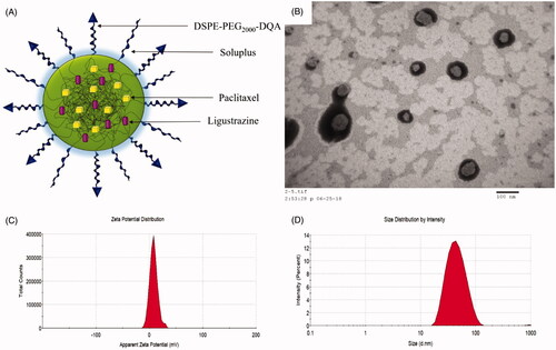 Figure 1. Characterization of DQA modified paclitaxel plus ligustrazine micelles. Notes: (A) A schematic representative of DQA modified paclitaxel plus ligustrazine micelles. (B) TEM image of DQA modified paclitaxel plus ligustrazine micelles. (C) Zeta potential of DQA modified paclitaxel plus ligustrazine micelles. (D) Partical size of DQA modified paclitaxel plus ligustrazine micelles.