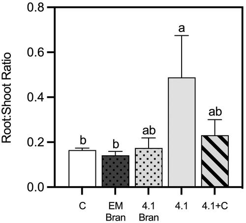 Figure 6. Root:shoot ratios of hemp CBD plants grown in soil amended with microbially treated hemp waste. Treatment groups are represented by fill pattern (white: soil control fertigated with 18 Kg N per hectare; dark gray with black speckles: Effective MicroorganismsTM solid formulation (bran); light gray with black speckles: microbial inoculant 4.1 solid formulation (bran); light gray: microbial inoculant 4.1; gray with black stripes: microbial inoculant 4.1 + 9 Kg N per hectare). Error bars represent means plus 1 standard deviation (n = 5). Contrasting lowercase letters indicate statistical differences of root:shoot ratios between treatments (p = 0.06).