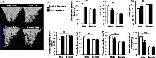 Figure 3. Male, but not female, mice were susceptible to the systemic bone deterioration response following repetitive LPS inhalation exposure by micro-CT imaging and analysis. (A) A representative three-dimensional (3D) reconstructed image from region of interest of proximal tibia from one mouse per treatment group (eight mice/group for two independent studies). (B) Trabecular bone of proximal tibia was analyzed for bone parameters by micro-CT analysis. Bar graphs depict means (± SE) of these bone parameters from eight mice/treatment group from two independent studies. Note that saline-treated (control) female animals have significant differences (##p < 0.01, ###p < 0.001) compared to male control mice. Statistical difference in LPS-induced changes (*p < 0.05, **p < 0.01, ***p < 0.001) only demonstrated in male mice as compared to saline.