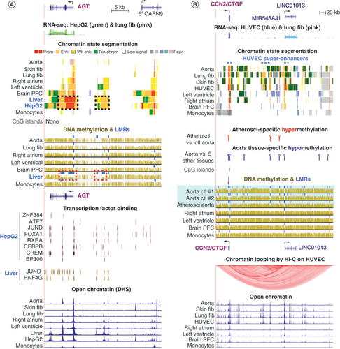 Figure 4. Enhancers in neighboring genes that are associated with expression in AGT or CCN2/CTGF. (A) AGT (chr1: 230, 835, 715-230, 892, 908) and (B)CCN2/CTGF (chr6: 132228520-132613558). (A) and (B) display RNA-seq profiles with overlaid color-coded expression levels for the two indicated cell cultures; the overlay of blue signal from HUVEC and pink signal from lung fib shows up as dark purple at CCN2. (A) and (B) show chromatin state tracks with black dotted boxes in (A) denoting enhancer/promoter chromatin regions that are specific for liver and HepG2, a liver cancer cell line and the dashed blue line in (B) indicating the super-enhancers in HUVEC. The DNA methylation profiles in (A) and (B) have blue bars denoting regions that are significantly hypomethylated relative to the same genome (LMRs); red dotted boxes in (A) indicate liver-specific DNA hypomethylation. (B) Statistically significant regions of DNA hypermethylation or hypomethylation are shown as red lollipops for hypermethylated DMRs and blue lollipops for hypomethylated DMRs; DMRs were determined by comparison of bisulfite-seq data from an atherosclerotic aorta sample versus three control aorta samples or control aorta versus five other control tissues (heart, skeletal muscle, lung, adipose and monocytes). In (A) and (B), bisulfite-seq tracks are illustrated; light blue highlighting in (B) indicates profiles from control and atherosclerotic aorta samples; purple arrow in (B), a small region that is mostly unmethylated in aorta but highly methylated in heart (referenced in Discussion). (A) Displays TF binding to the indicated samples and (B) shows a chromatin looping profile (Hi-C method) for HUVEC. Lastly, DHS are shown for both panels.Atheroscl: Atherosclerosis; bisulfite-seq: Bisulfite sequencing; ctl: Control; DMRs: Differentially methylated regions; DHS: DNase I hypersensitive sites; fib: Fibroblasts; HUVEC: Human umbilical vein endothelial cells; RNA-seq; RNA sequencing.