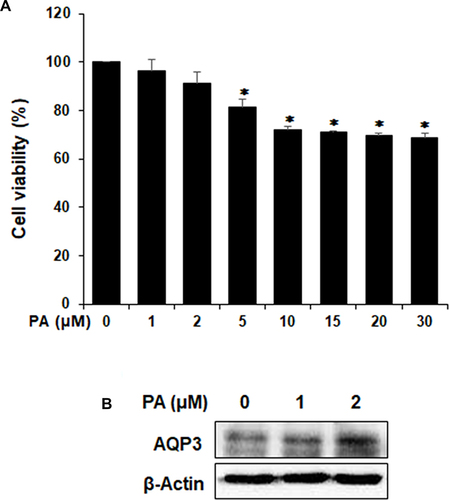 Figure 7 Effects of PA on AQP3 expression in HaCaT cells. (A) Cytotoxic effects of PA in HaCaT cells. The cell viability was measured by MTT assay. HaCaT cells were incubated with or without of the pachymic acid (PA) as indicated doses (1, 2, 5, 10, 15, 20 or 30 μM) for 24 h. * p < 0.05 vs control group. (B) HaCaT cells were cultured in DMEM supplemented with 1% FBS for 24 h and then treated with indicated concentrations of PA (1 and 2 µM) for 24 h. Expression levels of AQP3 were analyzed using Western blotting.