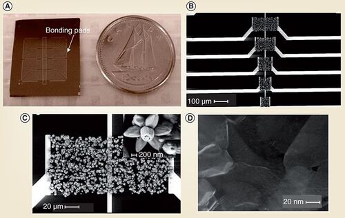 Figure 3. Arrayed nanomaterial-based sensory devices. (A) Optical image of a chip compared with a Canadian dime. (B) SEM image shows a set of devices on the chip with nanostructures bridging macroscopic metal electrodes. (C) and (D) Zoomed in SEM images of flower-like ZnO nanostructures and graphene, respectively.SEM: Scanning electron microscopy.