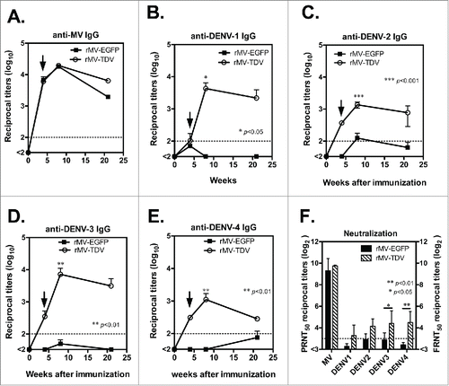 Figure 4. The antibody responses elicited by the MV-vectored dengue vaccine. Groups of hCD46 mice (n = 4) were immunized with either 2 × 106 pfu of rMV-EGFP or rMV-TDV by ip injection and boosted 4 weeks later (indicated by arrow). The reciprocal titers of specific IgG to MV (A) and DENV-1 to 4 (B-E) were determined by ELISA. The results are presented as the mean and SD of specific IgG titers. (F) The neutralizing antibody titers against parental MV and the 4 serotypes of DENV were determined by plaque reduction and FRNT, respectively. The reciprocal titer leading to a ≥50% reduction (PRNT50 or FRNT50) is shown. The detection limits for the IgG ELISA or neutralization assay are indicated with a dashed line. Mann-Whitney t-tests were used for statistical analyses, and the significance compared with the rMV-EGFP control is shown.