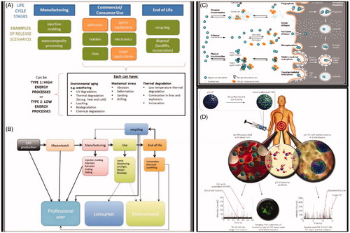 Figure 5. (A, B) Life cycle of a nanocomposite. (A) Relevance for exposure of professionals or consumers, and environmental emission from nanofiller production to end of life/recycling. (B) Specific life cycle map of sports equipment made of MWCNT-polymer composite, detailing release processes that must be considered with the anticipated relative release probability indicated by the thickness of arrows. (C) Schematic illustration of the competing environmental transformation and organismal uptake processes that occur for a nanomaterial in aquatic environments, illustrated using a silver nanoparticle. (D) Characterization of porous nanoparticles for in vitro or post in vivo exposure in blood. Reprinted with permission from Harper et al. (Citation2015), Malysheva et al. (Citation2015), and Valsami-Jones and Lynch (Citation2015).