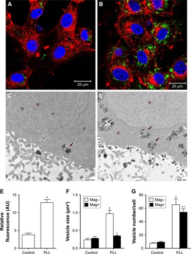 Figure 2 Enhancing effects of PLL on Dex-MNP internalization in U87MGs.Notes: Representative (A, B) confocal and (C, D) TEM images in the absence (A, C) and presence (B, D) of 3 nM PLL for 1 and 24 h, respectively. (A, B) Cells counterstained with WGA (red) and DAPI (blue) after incubation with Dex-MNPs (green). (C, D) Internalized particles located in vesicles, as indicated by arrows. (E) Internalization of Dex-MNPs was quantitated based on fluorescence intensity, whereas (F) vesicle size and (G) vesicle numbers were analyzed from six to eight cells in each group with (Mag+) or without (Mag–) magnetic influence. *,◊P<0.05 compared with control and Mag– groups, respectively. N, nucleus; P, cytoplasm.Abbreviations: PLL, poly-l-lysine; Dex, dextran; MNPs, magnetic nanoparticles; TEM, transmission electron microscopy; MNP−, MNPs with negative ζ-potential; MNP+, MNPs with positive ζ-potential.