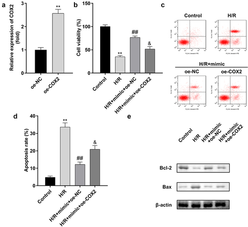 Figure 8. Overexpression of COX2 reverses the effect of miR-367-5p in H/R-treated H9c2 cells. (a) The expression of COX2 (n = 3). (b) Cell viability (n = 3). (c-d) Flow cytometry (n = 3). (e) Western blot (n = 3). **p < 0.01, ##p < 0.01.