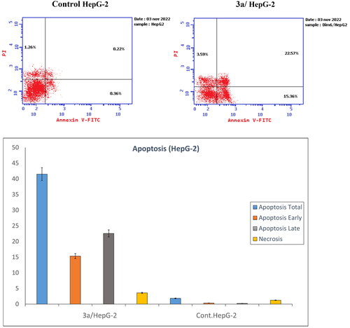 Figure 4. Apoptosis induced by 3a on HepG-2 cells using Annexin FITC/PI dual staining assay.