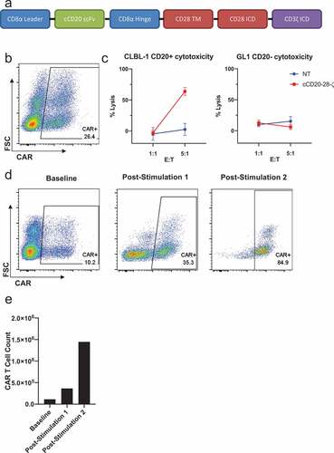 Figure 2. Design, manufacture and function of cCD20-28-ζcanine CAR T cells