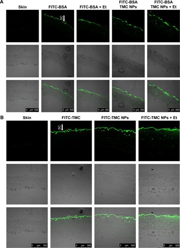 Figure 9 Confocal microscopic studies.Notes: The representative fluorescent images show the permeation and distribution of (A) FITC-BSA and (B) FITC-TMC NPs in the in vitro skin permeation assays at 24 h. Bars represent 500 μm.Abbreviations: FITC, fluorescein isothiocyanate; BSA, bovine serum albumin; TMC, N-trimethyl chitosan; NPs, nanoparticles; Et, electret; SC, stratum corneum.