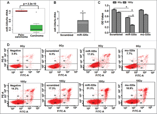 Figure 1. MiR-320a regulates LTEP-a-2 cell growth. (A) MiR-320a expression levels in lung adenocarcinoma tissues (n = 18) and paracarcinoma tissues (n = 18) as revealed by qRT-PCR. (B) MiR-320a levels were higher in cells transfected with miR-320a for 48 h compared with control treatment. *p < 0.01, vs. scrambled control. (C) MTT assay. LTEP-a-2 cells were transfected with miR-320a or scrambled for 24 h, subjected under 0 or 10 Gy X-ray, and then cultured for 24 h. MTT assay was conducted to detect cell growth of cells. *p < 0.05, vs. scrambled control or 0 Gy X-ray treatment. (D) Apoptotic cell detection. LTEP-a-2 cells were transfected with miR-320a for 24 h, subjected under 0 or 10 Gy X-ray, and further continued to culture for 24 h. miR-320a, cells treated with miR-320a oligos. Scrambled, treatment with scrambled oligo control RNA. Negative, vehicle-treated cells without oligos.