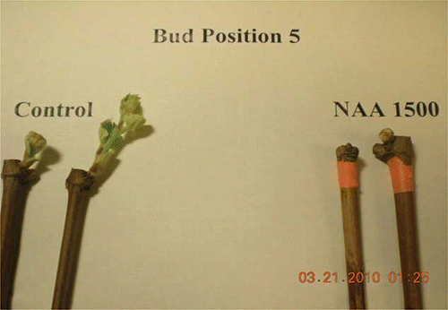 FIGURE 9 ‘Edelweiss’ single-bud cuttings at bud position five showing a delay in bud break by using NAA at 1500 ppm compared to the non-treated control (color figure available online).