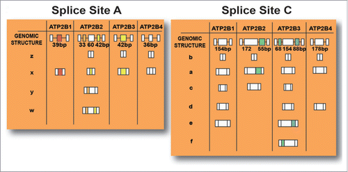 Figure 2. Possible isoforms of PMCA which are produced based on alternative splicing sites that are present at site A (resulting in w-z variants) and site C (resulting in a-f variants) of the 4 genes that encode PMCAs.