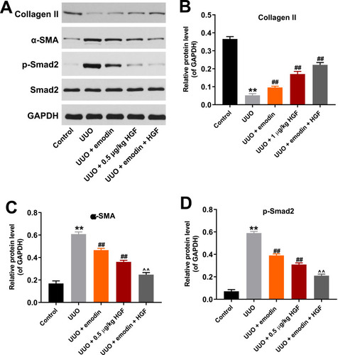 Figure 5 Emodin in combination with HGF inhibited renal fibrosis in vivo by suppression of TGFβ1 pathway. (A) Protein expression of collagen II, αSMA, Smad2, and p-Smad2 in kidney tissues of mice was measured by Western blot. Relative protein expression of (B) collagen II, (C) αSMA, and (D) p-Smad2 were quantified by normalizing to GAPDH. **P<0.01 vs control group; ##P<0.01 vs UUO group; ^^P<0.01 vs TGFβ1 + HGF group.