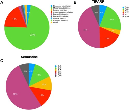 Figure 5 TIPARP mutation in human cancer. (A) Pie chart including the information of mutations generated by COSMIC. (B) Pie chart of human cancer mutation types in TIPARP coding strand. (C) Pie chart of mutation types identified from semustine.