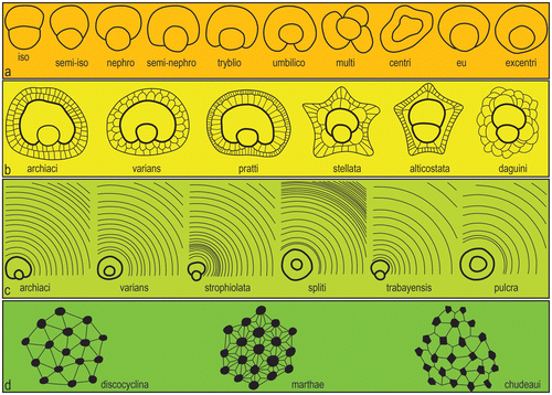 Figure 8. Qualitative features of Tethyan orthophragminids. (a) types of embryon configurations (suffix ‘-lepidine’ is to be added); (b) types of the adauxiliary chamberlets; (c) different growth patterns of the equatorial annuli; d- types of the rosette (the network of granules and lateral chamberlets on the test surface).