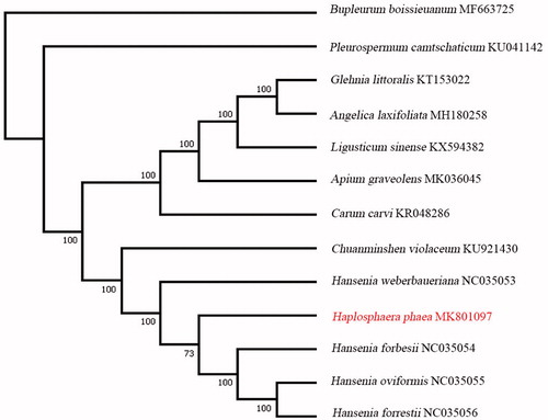 Figure 1. ML phylogenetic tree of H. pheae with twelve species of Apiaceae was constructed by the complete chloroplast genome sequences. Numbers on the nodes are bootstrap values from 1000 replicates. Bupleurum boissieuanum was selected as an outgroup.