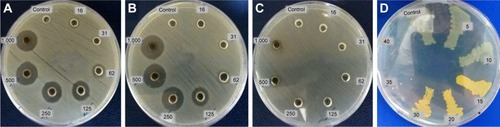 Figure 8 Antimicrobial efficacy of AgNPs against nosocomial strains of (A) Escherichia coli, (B) Pseudomonas aeruginosa, (C) Staphylococcus aureus, and (D) golden yellow colonies of S. aureus strain after exposure to different concentrations of AgNPs.Abbreviation: AgNPs, silver nanoparticles.