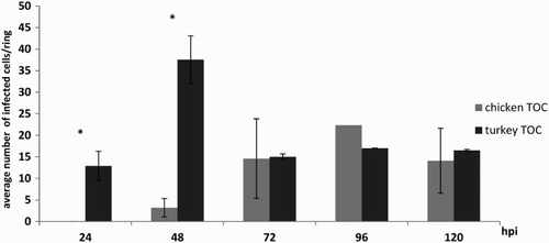 Figure 5. Average number of aMPV-positive cells in the epithelial layer of TOC. Mean number of aMPV-antigen-positive cells in aMPV-infected chicken (Experiment 2) and turkey (Experiment 3) TOC. Three microscopic fields were counted per organ culture and the mean of five cultures was calculated. Error bars indicate standard deviation. Graphs are representative for all three trials. Asterisks indicate significant differences between aMPV-infected chicken and turkey TOC per timepoint (P < 0.05 student's t-Test).