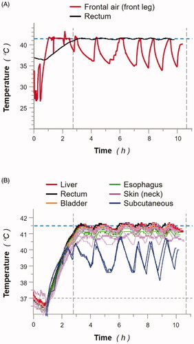 Figure 2. Treatment chamber and animal (MP3) body temperatures monitored during whole-body thermal treatment (WBTT). (A): frontal air (red line; front leg) and rectum (black line) temperatures were recorded throughout WBTT procedure of MP3 (heating phase, and 8 h at 41.5 °C). (B): animal body temperatures were recorded throughout WBTT procedure of MP3 (heating phase, and 8 h at 41.5 °C) via individual temperature sensors positioned in the indicated tissues: liver (red lines; 8 sensors), rectum (black line; 1 sensor), bladder (orange line; 1 sensor), esophagus (green lines; 3 sensors), skin (neck; pink lines; 8 sensors); and subcutaneous (blue lines; 2 sensors). Results presented for MP3 are representative of all tested animals (data not shown).