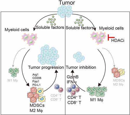 Figure 1. HDAC inhibition converts TAMs into pro-inflammatory macrophages that promote T cell responses to suppresses tumor growth. Low-dose TSA can inhibit the trafficking of MDSC into tumors. HDAC inhibition can also synergize with checkpoint-targeted therapy (i.e., PD-L1 antibody) to promote anti-tumor immune responses that induce tumor regression in syngeneic mouse models of cancer