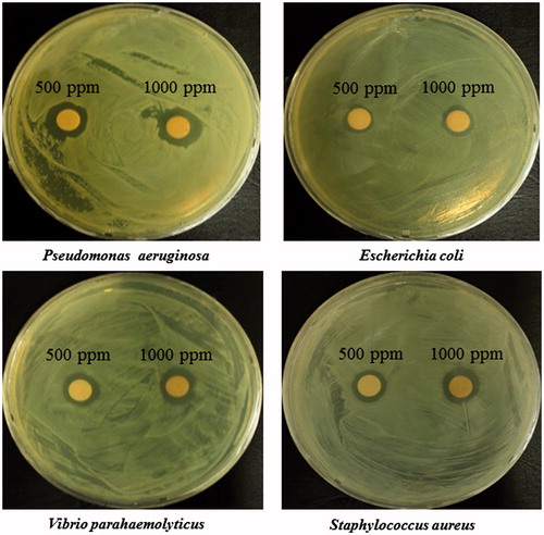 Figure 8. Zones of inhibition against Pseudomonas aeruginosa [KACC 14021], Escherichia coli [CCARM 0237], Vibrio parahaemolyticus [KACC 15069] and Staphylococcus aureus [KCTC 3881], respectively.