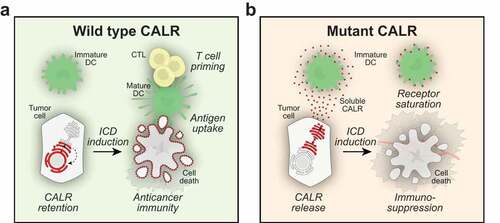Figure 1. Immunosuppression by soluble calreticulin. Calreticulin (CALR) can be exposed on the cell surface of cells undergoing immunogenic cell death. Surface-exposed CALR then serves as an uptake signal for dendritic cells (DC), thereby facilitating the transfer of tumor-associated antigens to DC and ultimately the priming of cytotoxic T lymphocytes (CTL) (a). Mutations of the (CALR) gene occur in many forms of cancer and the loss of the KDEL retention signal can lead to the expression of mutant CALR that is secreted from the cells. Extracellular CALR binds to DC and inhibits phagocytosis, presumably by saturating a specific receptor for CALR. Through this mechanism, soluble CALR exerts immunosuppressive effects, hence subverting the effects of anticancer immunotherapy (b)