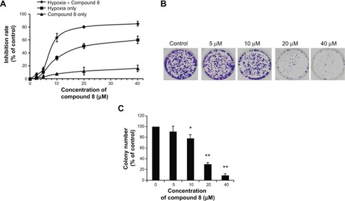 Figure 5 The effects of Compound 8 on A549 lung cancer cell viability.