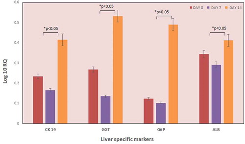 Figure 5. Expression of liver-specific genes. The expression of liver-specific genes of the recellularized liver graft was evaluated by qPCR analysis (n = 5). The graph indicates the expression levels of various liver-specific genes on different days. The data revealed increased levels of ALB, CK 19, GGT, and G6P genes by day 10. However, GGT and G6P gene expression were significantly higher after 10 days culture as compared to the preliminary expression levels. Data is expressed as mean ± SD with significance at p < .05.