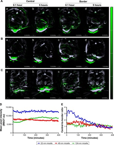 Figure 3 Optoacoustic analysis of the intratumoral distribution of polymeric micelles after intravenous injection.Notes: MSOT imaging results of (A) 22-nm micelle: central parts at 0.1 hour (a) and 5 hours (b), border parts at 0.1 hour (c) and 5 hours (d); (B) 48-nm micelle: central parts at 0.1 hour (a) and 5 hours (b), border parts at 0.1 hour (c) and 5 hours (d); (C) 22-nm micelle: central parts at 0.1 hour (a) and 5 hours (b), border parts at 0.1 hour (c) and 5 hours (d); (D) mean intensity obtained by MSOT imaging of 22-, 48-, and 124-nm micelles; and (E) central-to-border intensity ratio of 22-, 48-, and 124-nm micelles.Abbreviation: MSOT, multispectral optoacoustic tomography.