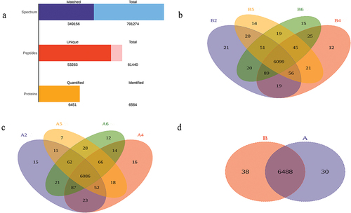 Figure 2. Proteins were identified and quantified. a. Histogram of proteomic identification and quantitative results of the hippocampal CA3 region. Note: total spectrum: total number of MS/MS spectra; matched spectrum (PSM, peptide spectrum match): total number of spectra matching the database; peptides: total number of peptides; unique peptides: total number of unique peptides; identified proteins: total number of identified proteins, also known as protein groups; quantified proteins: quantifiable proteins, specifically those for which intensity values are available in more than half of the biological replicates in at least one comparison group. b. The Venn diagram of proteins identified in all replicates of the control group. c. Venn diagram of proteins identified in all replicates of the experimental group. d. The Venn diagram of proteins identified between groups.