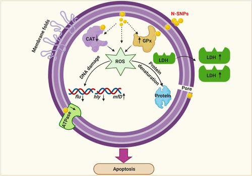 Figure 13 Diagram demonstrating the potential mechanism of action of N-SNPs against E. coli. Created using Biorender.