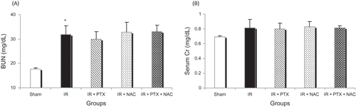Figure 1. BUN (A) and serum Cr (B) levels in different groups. The data are presented as mean ± SEM. Note: *p < 0.05 compared to sham-operated.