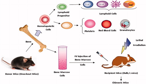 Figure 1. Schematic representation of preparation of chimeric mice and component of bone marrow cells.