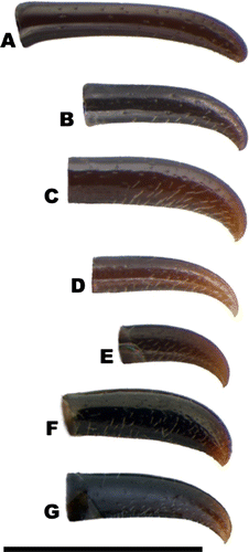 Figure 3.  Ovipositor sheath, lateral view: (A) B. lucens, (B) B. nudipleuralis, (C) B. parvulus, (D) B. acuticaudatus sp. n., (E) B. hawaiiensis, (F) B. laeviceps, (G) B. semipunctatus sp. n. Scale bar (A–G): 0.5mm.